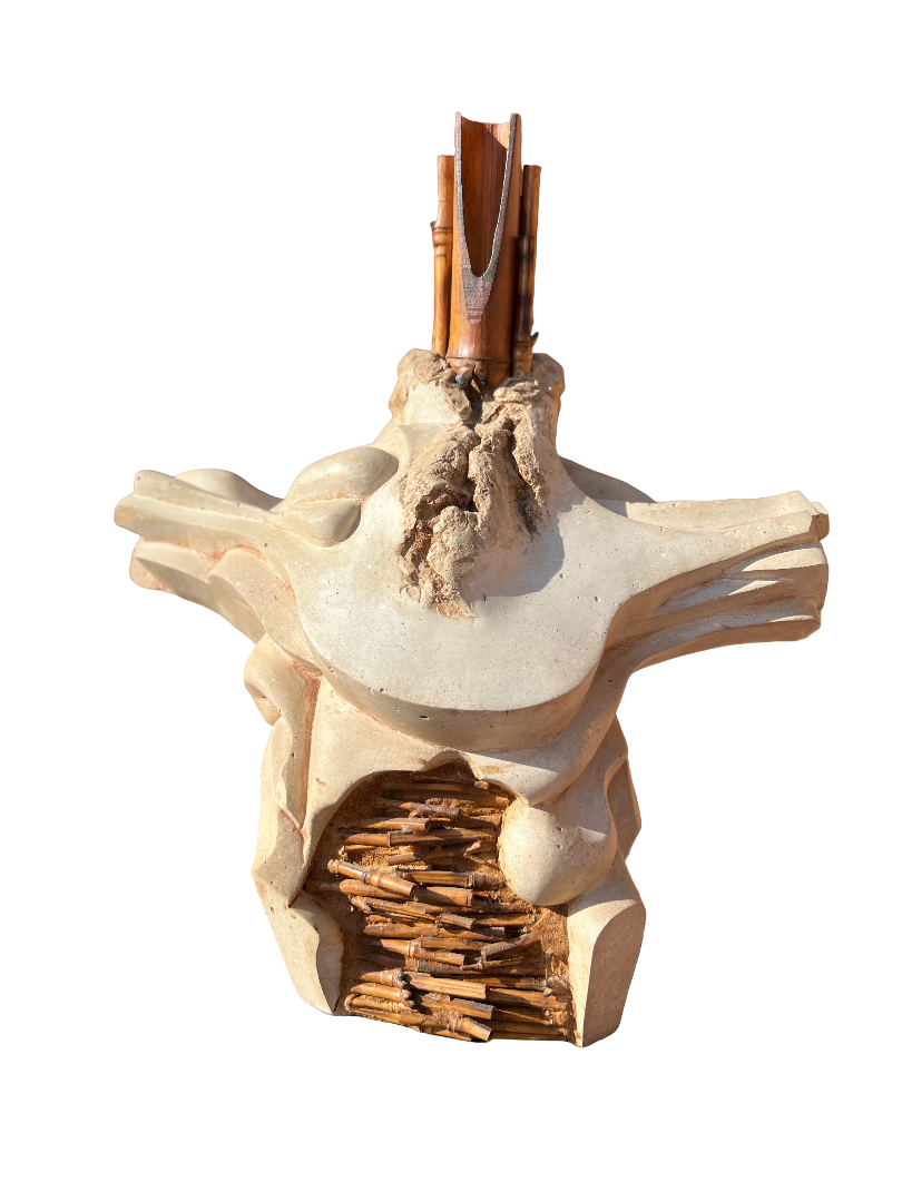 El tronco y su metamorfosis